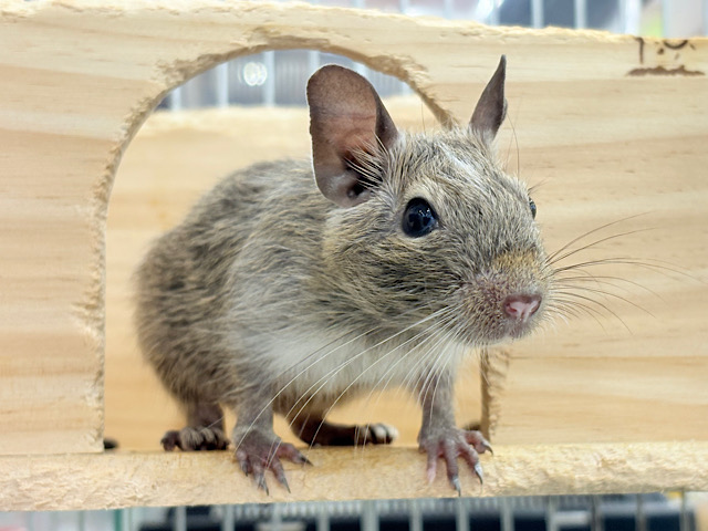 【最新画像更新🪄】こう見えて、グイグイ系です🍀デグー(パイド) 男の子