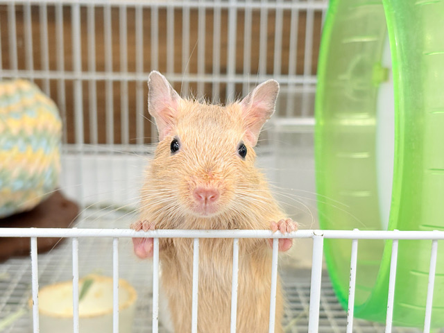 【最新画像更新🪄】慎重派なボクとも仲良くしてね？💖デグー(サンド) 男の子