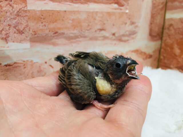 錦花鳥（キンカチョウ）
