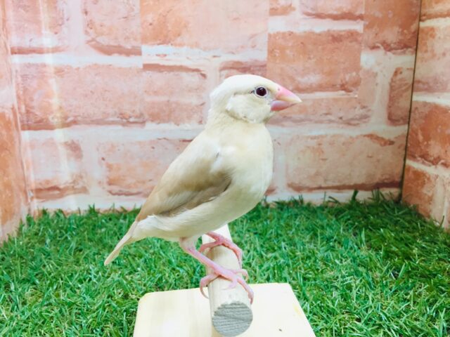 シナモン文鳥