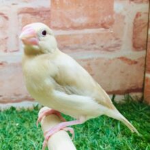 【☆最新画像更新☆】シナモン文鳥さんがやってきましたよ〜🎵🎵