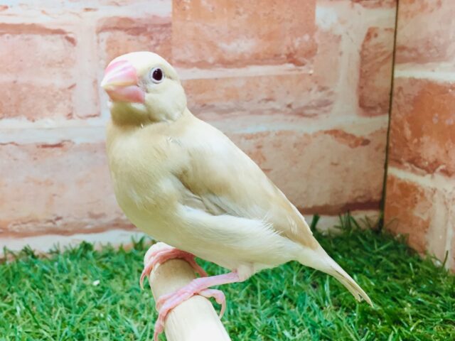 【☆最新画像更新☆】シナモン文鳥さんがやってきましたよ〜🎵🎵
