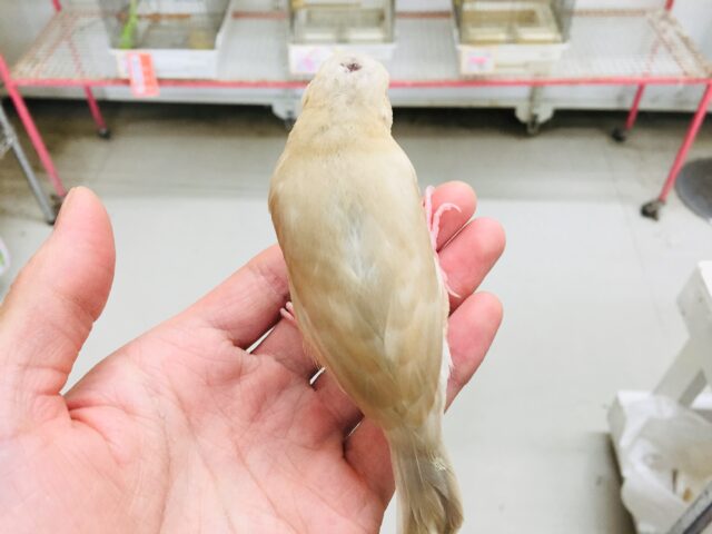 シナモン文鳥