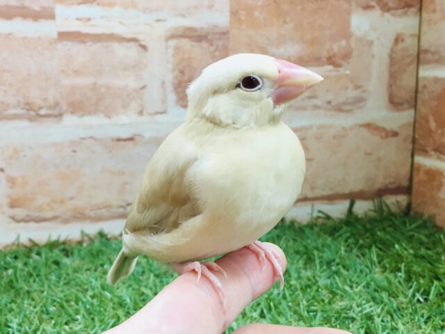 シナモン文鳥