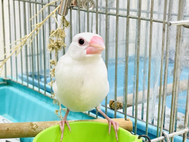 白文鳥