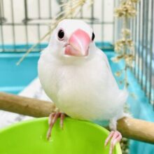 【最新画像】真っ白になるの🤍白文鳥（ヒナ）
