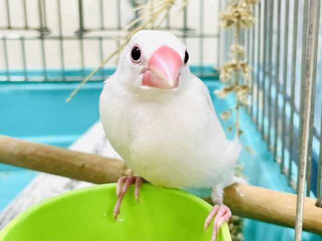 【最新画像】真っ白になるの🤍白文鳥（ヒナ）