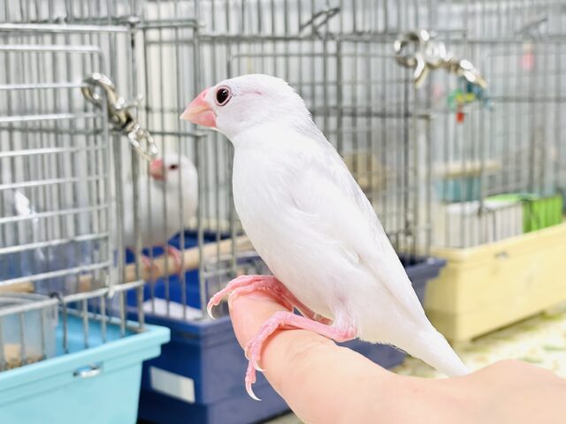 白文鳥