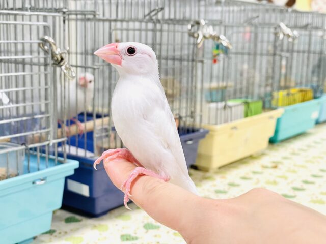 白文鳥