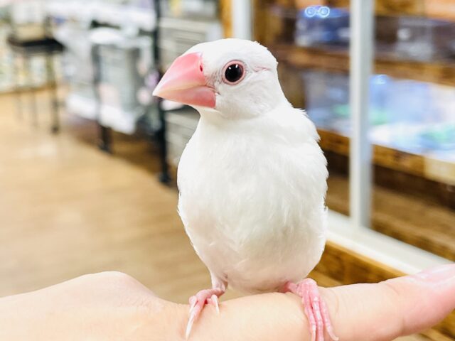 白文鳥