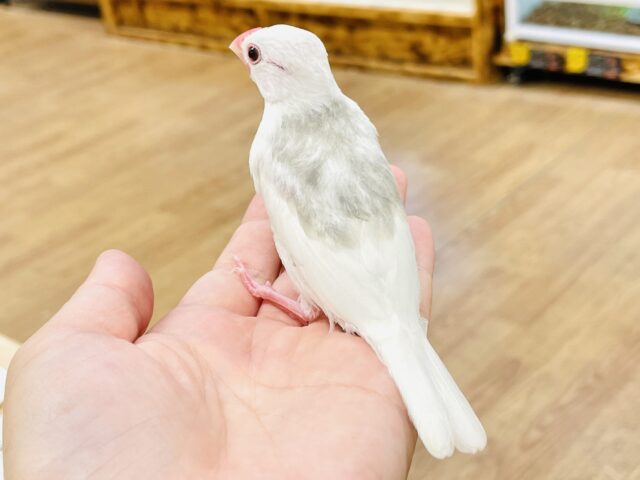 白文鳥