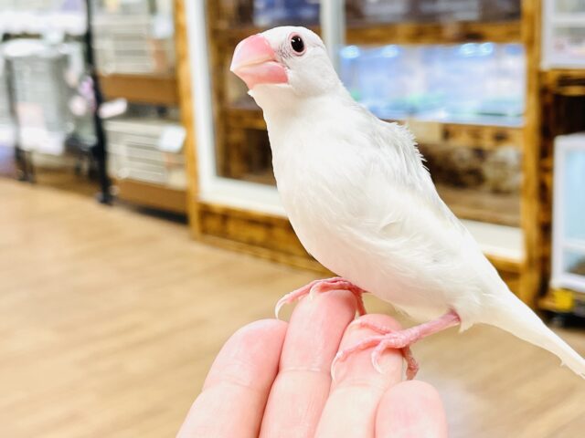 白文鳥