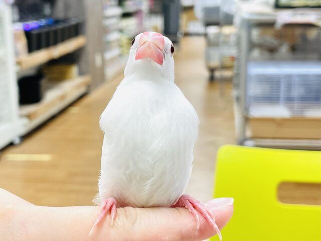 白文鳥