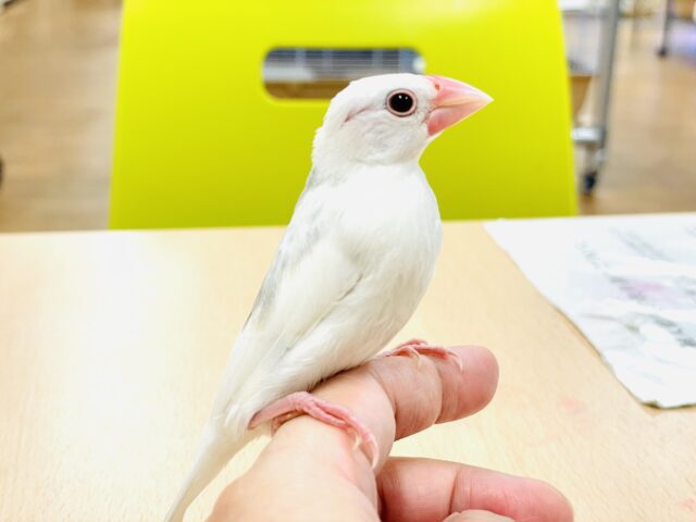 白文鳥