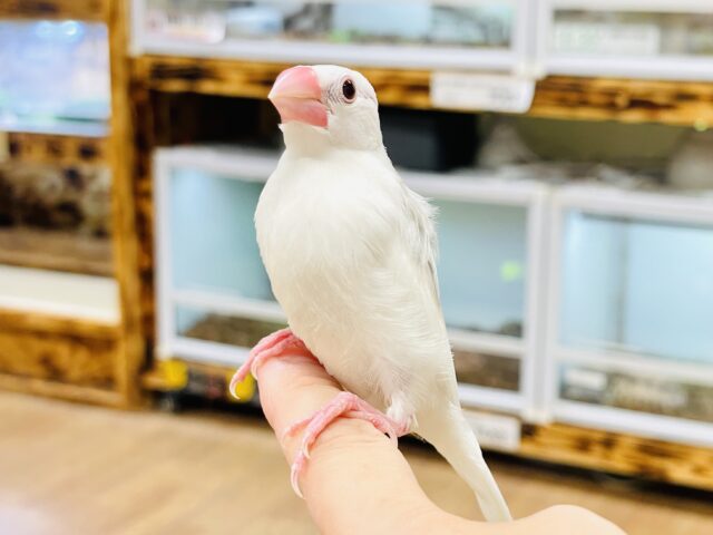 白文鳥