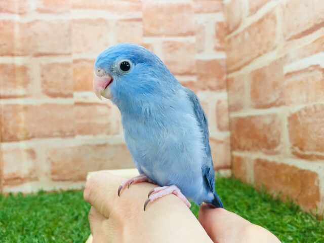 マメルリハ