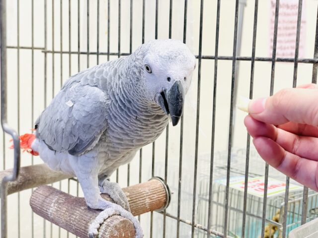 ヨウム
