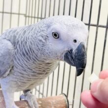 【最新画像】待ちに待ったヨウムちゃん登場です☆☆