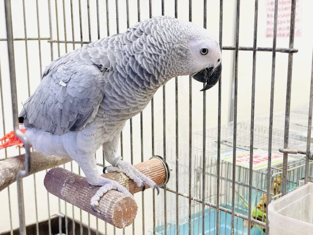 ヨウム