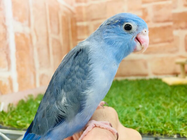 マメルリハ