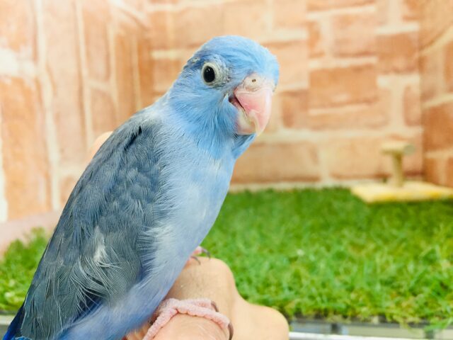 深めのブルーが魅力的✨✨✨　マメルリハ（コバルト）男の子