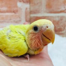 圧倒的な存在感⁉　黄金に輝くボディが魅力的🔥　コザクラインコ（ゴールデンチェリー）