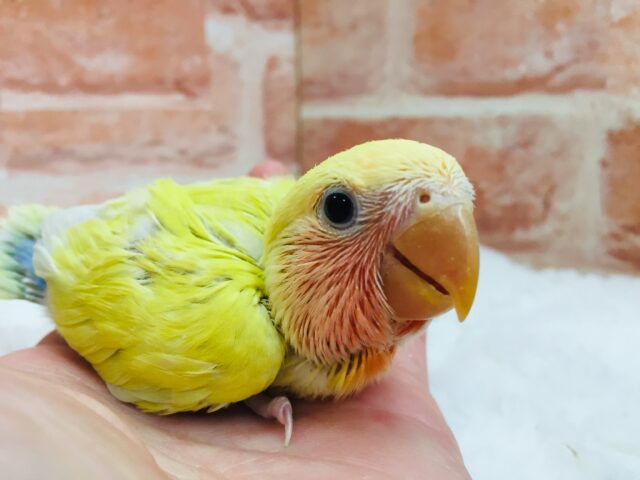 圧倒的な存在感⁉　黄金に輝くボディが魅力的🔥　コザクラインコ（ゴールデンチェリー）