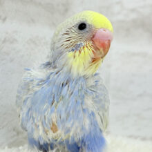 可愛い子みーっけたっ！！！セキセイインコ(パステルレインボー) ヒナ