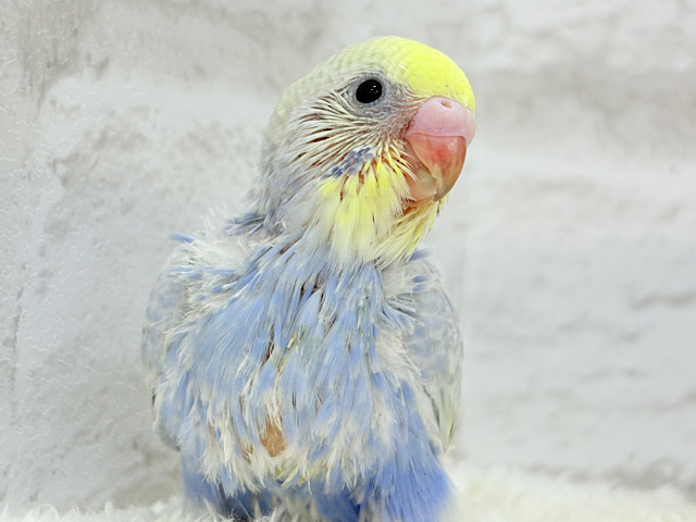 可愛い子みーっけたっ！！！セキセイインコ(パステルレインボー) ヒナ