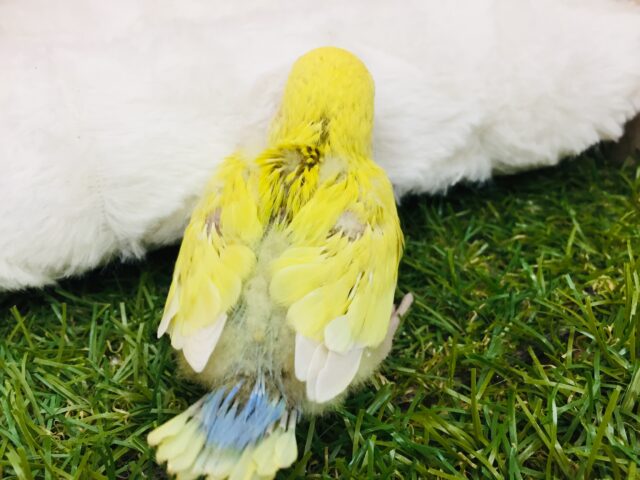 コザクラインコ（小桜インコ）