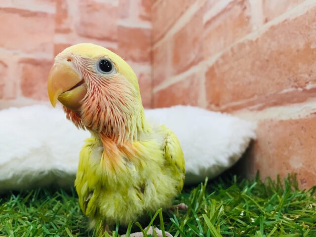 コザクラインコ（小桜インコ）