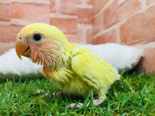 コザクラインコ（小桜インコ）