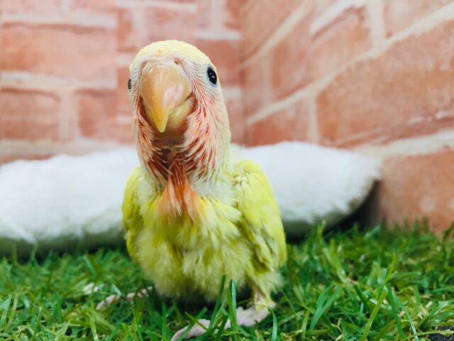 コザクラインコ（小桜インコ）