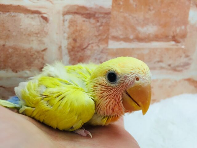 コザクラインコ（小桜インコ）
