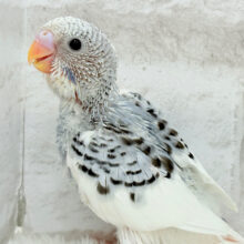 弾ける笑顔が可愛い子♬*°セキセイインコ(パイド) ヒナ