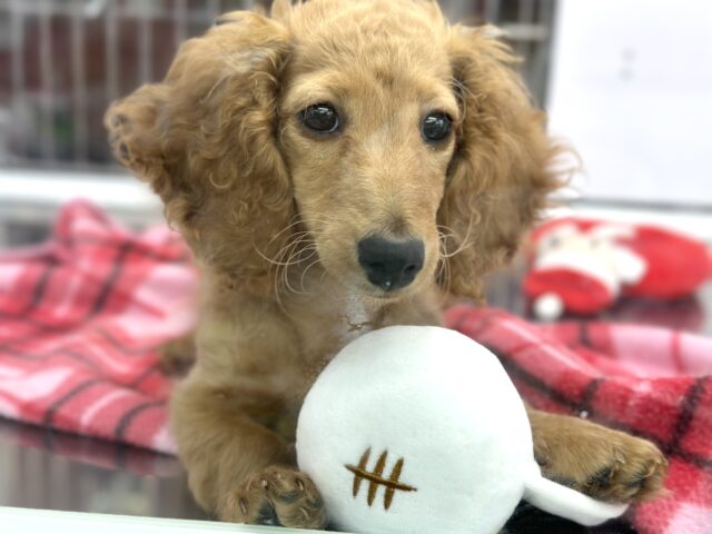 カニンヘンダックス