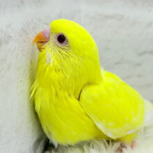 きゅるるんEyeにメロメロ💖セキセイインコ(ルチノー) ヒナ