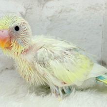 爽やか🫧レモンクリーム🍋セキセイインコ(パステルカラーレインボーパイド) ヒナ