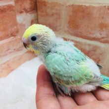 色鮮やかなグラデーション🌈🌈🌈　セキセイインコ（レインボー系）