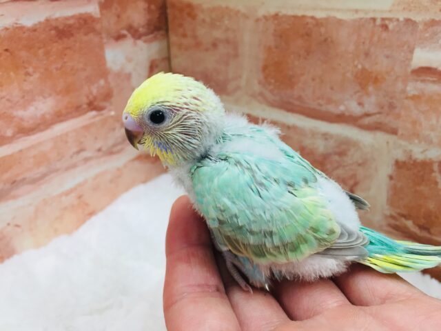 色鮮やかなグラデーション🌈🌈🌈　セキセイインコ（レインボー系）