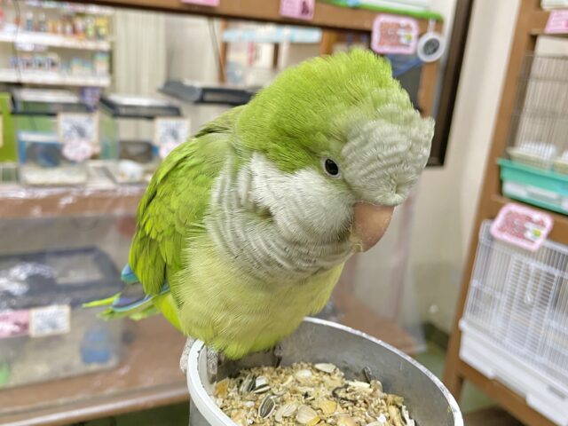 オキナインコ