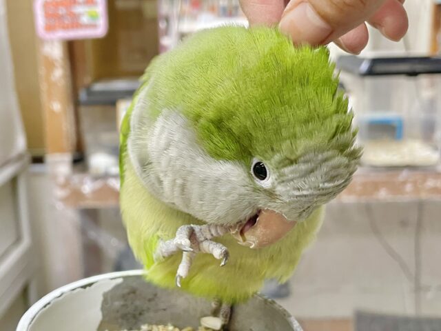 オキナインコ