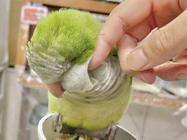 オキナインコ