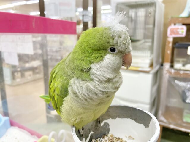 オキナインコ