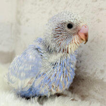 どんな仕草も愛おしい♡セキセイインコ(スパングル) ヒナ