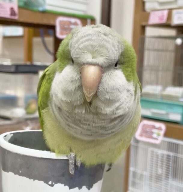 オキナインコ
