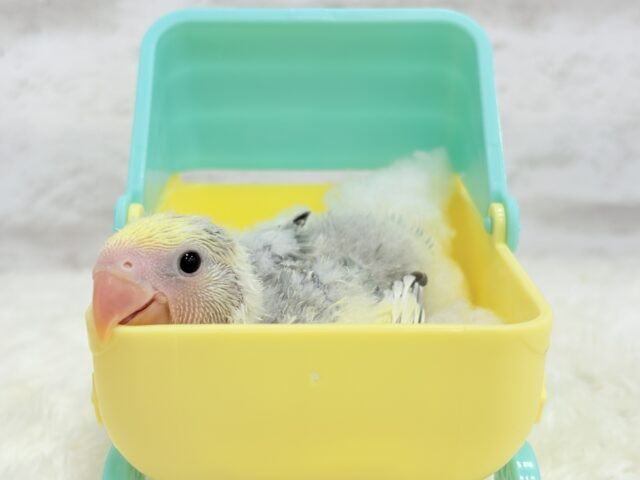 コザクラインコ（小桜インコ）