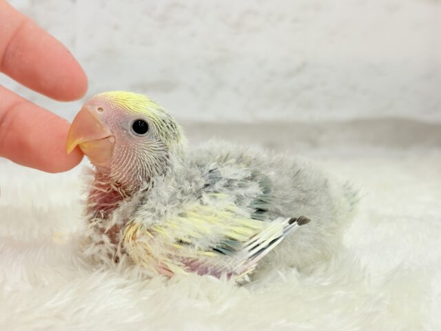 コザクラインコ（小桜インコ）