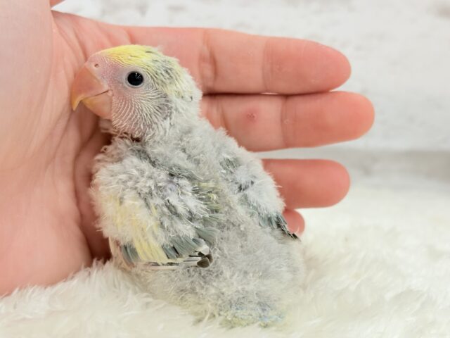 コザクラインコ（小桜インコ）
