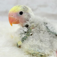 果汁たっぷり青リンゴ🍏コザクラインコ(ブルーチェリーパイド) ヒナ
